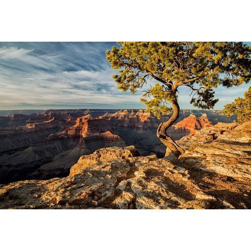 Arizona-Grand Canyon National Park-Pinyon Pine grows cliffside at Hopi Point